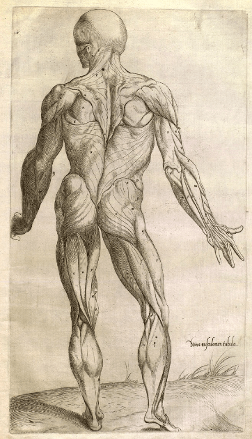 Prima musculorum tabula of Thomas Geminus 1559