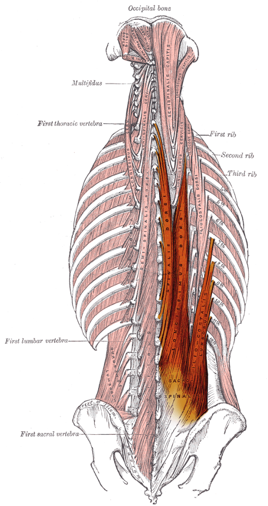 illustration: sacrospinalis (erector spinae) Henry Gray and Henry Vandyke Carter, Anatomy of the Human Body, Plate 389