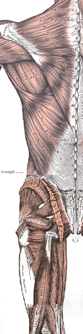 Gray's anatomy, posterior human muscles
