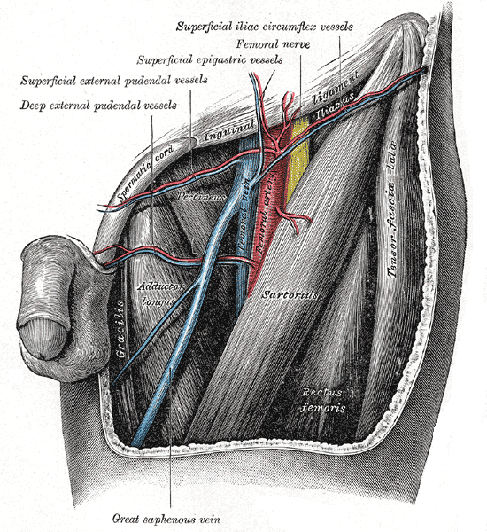 Left side front of human male hip showing muscles, blood vessels, and nerves from Gray's anatomy plate 549