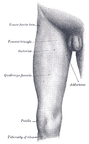 Right thigh, male human, with labels for tensor fascia latte, femoral triangle, sartorius, adductors, quadriceps femoris, patella, and tuberosity of tibia