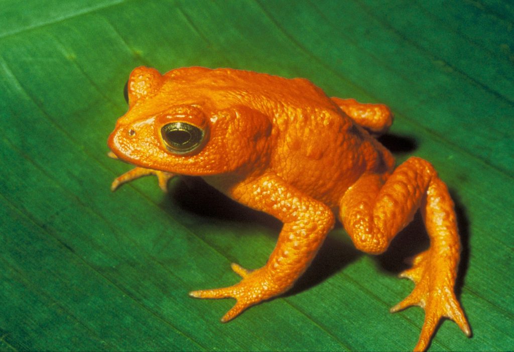 Bufo periglenes