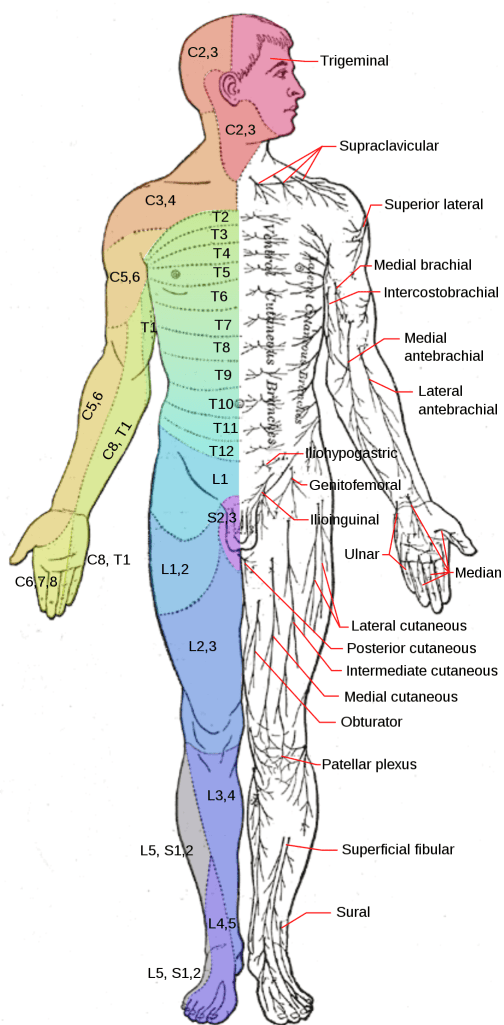 Diagram of male human dermatomes, front