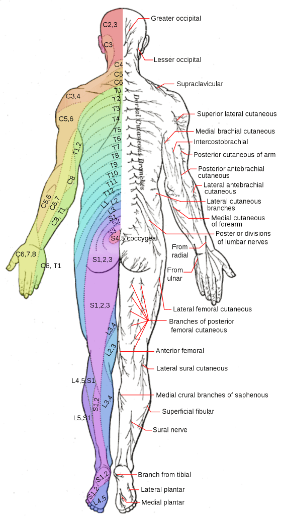 Diagram of male human dermatomes, back